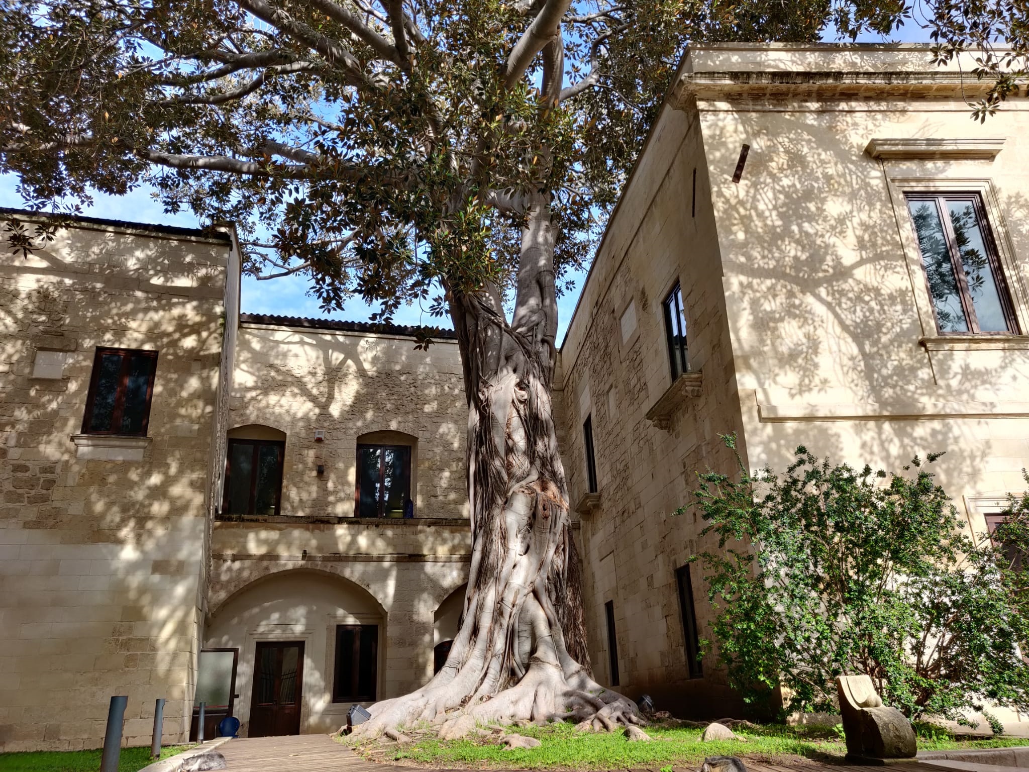 Al via il censimento collettivo degli alberi monumentali c8765387-6c0e-4bd7-a9bb-3bd2ce3b3e1