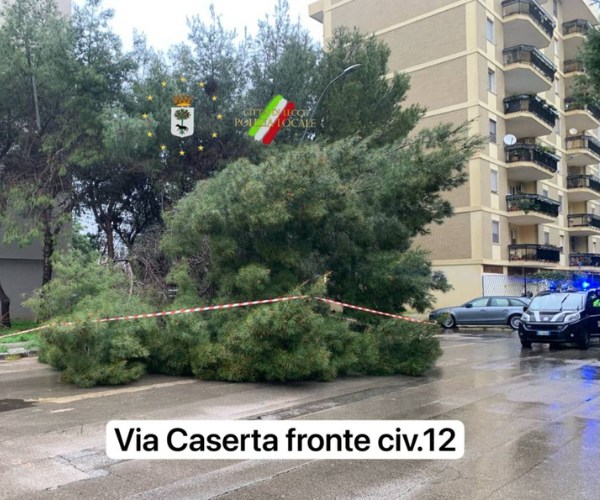 Albero caduto - Via Caserta