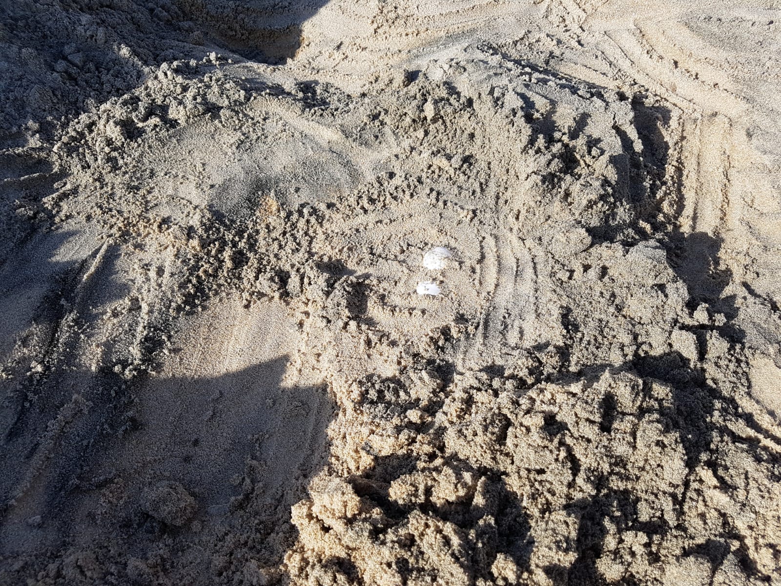 Scoperto un nido di tartarughe marine a Torre Chianca Torre Chianca Caretta2