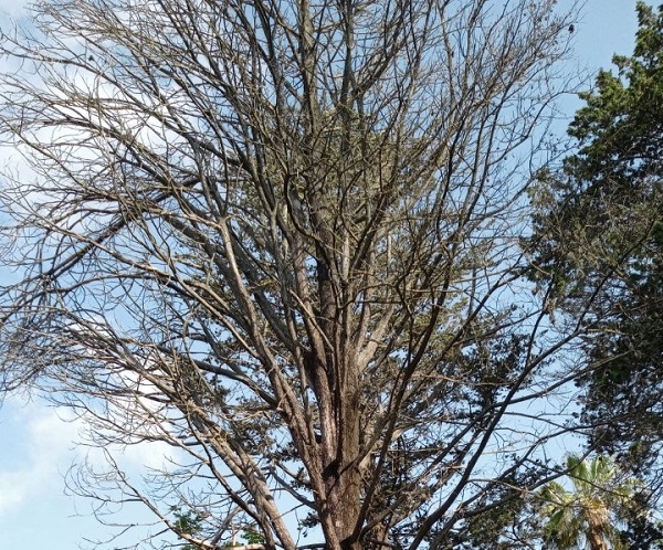 Cinque alberi secchi e pericolanti saranno rimossi dalla Villa comunale Villa comunale - Alberi secchi