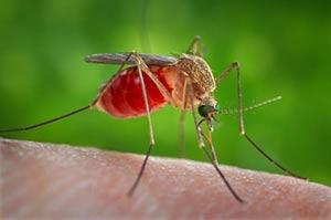 West nile, già partiti interventi antizanzare a Torre Rinalda
