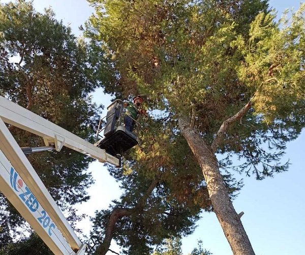 Interventi urgenti di rimozione di alberature a rischio a Villa e Coni Alberi
