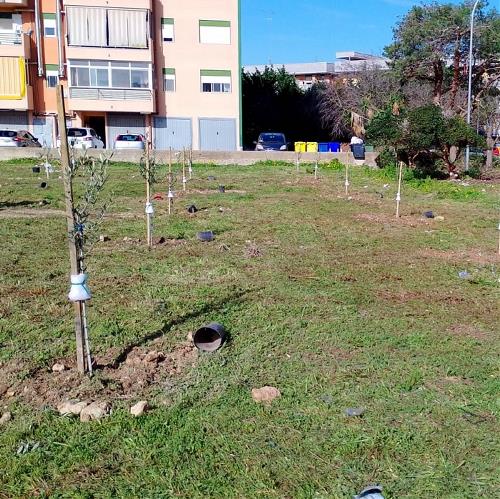 Alberi Lecce