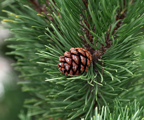 Albero con pigna