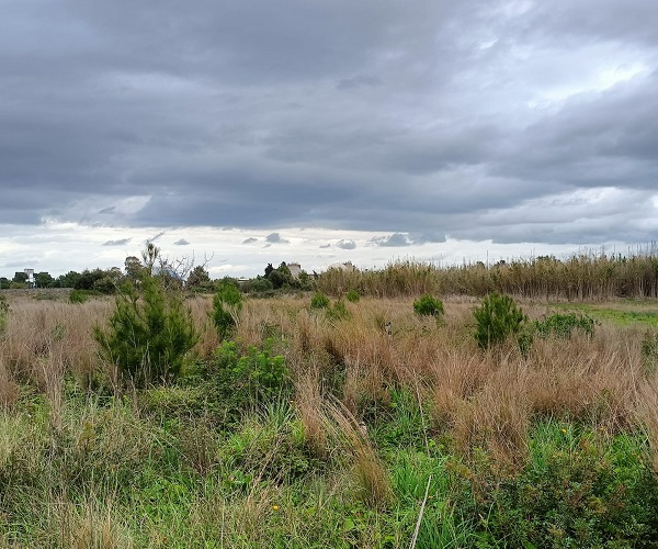 Arbolia orto botanico