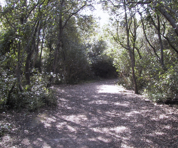 Bosco Rauccio