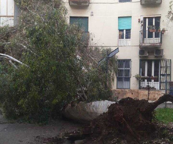 Rimozione alberi pericolanti in via Ribezzo caduta alberi