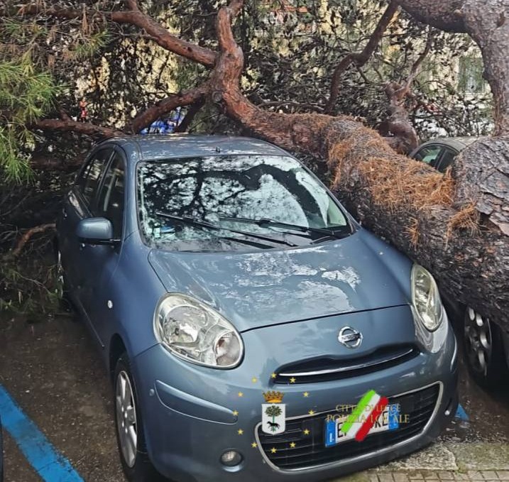 foto allerta meto albero caduto