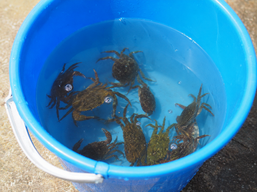 Tutela della fauna marina: l'assessore Andrea Guido, invita a fermare la cattura di granchi, pesci e meduse sulle spiagge