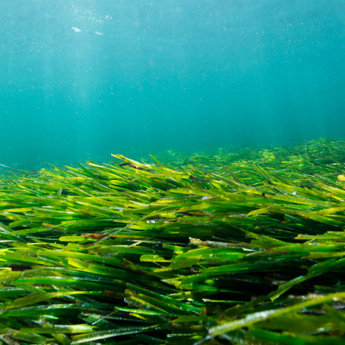 prateria posidonia