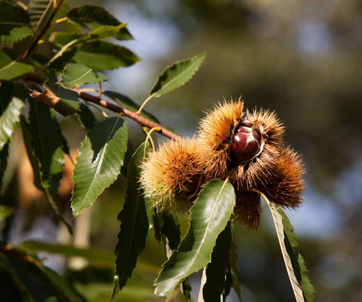 Castagne