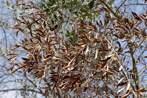 xylella